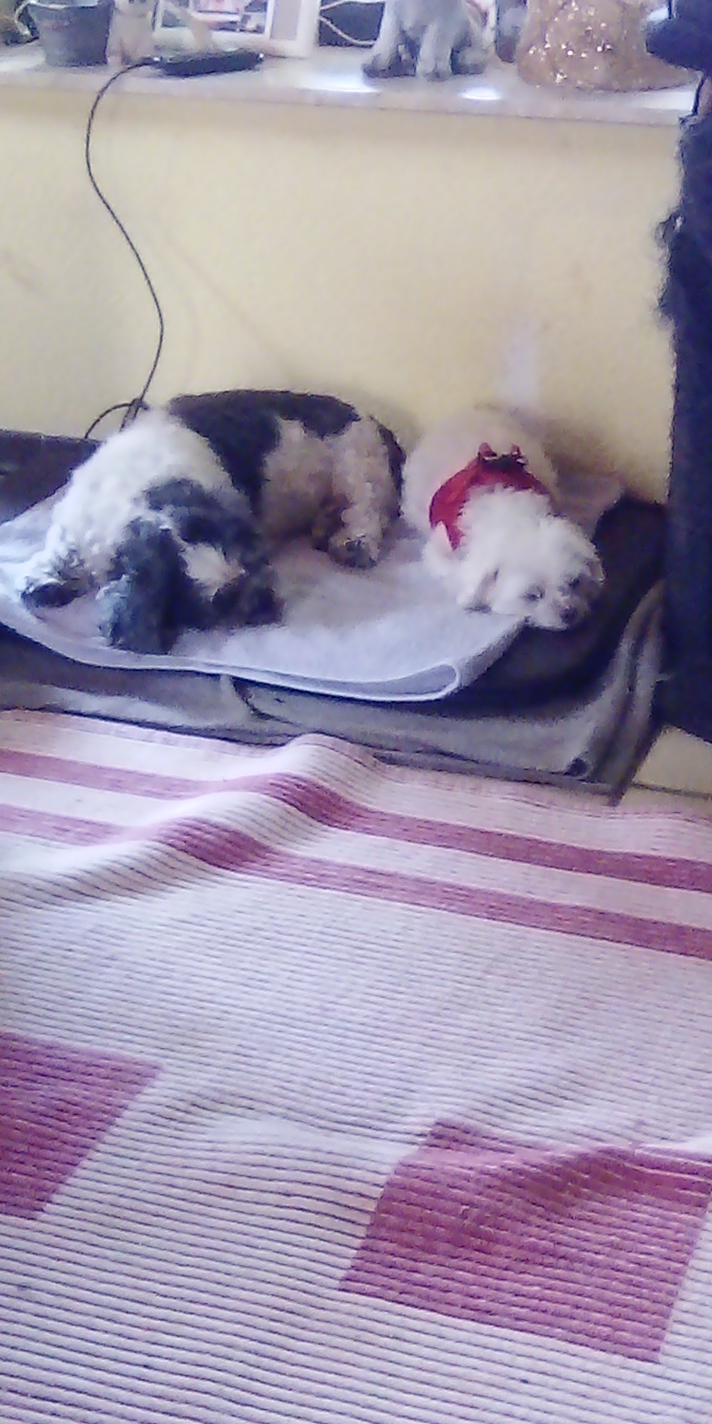 Links Balu bei der Magnetfeldtherapie rechts sein gesunder Kumpel